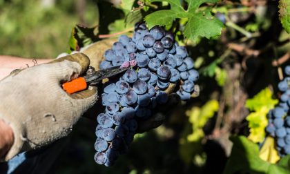 Fojanini apre le porte al mondo agricolo con "Porte aperte 2019"