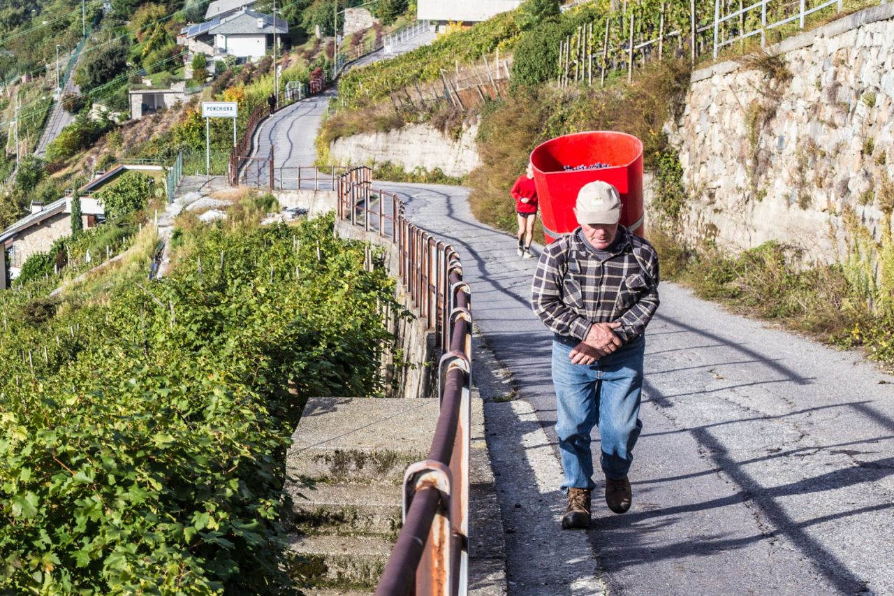 Cresce l’export del vino, ma SOS per allarmi in etichetta e costi