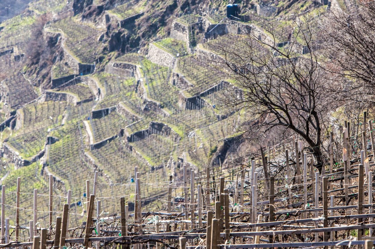 Da Regione 5 milioni per il recupero e manutenzione dei terrazzamenti