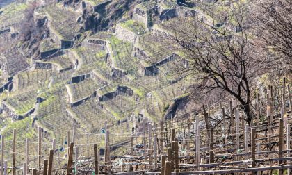 Terrazzamenti, saranno finanziate tutte le domande