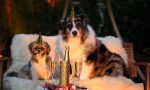 Capodanno da cani, ecco come tutelare gli animali