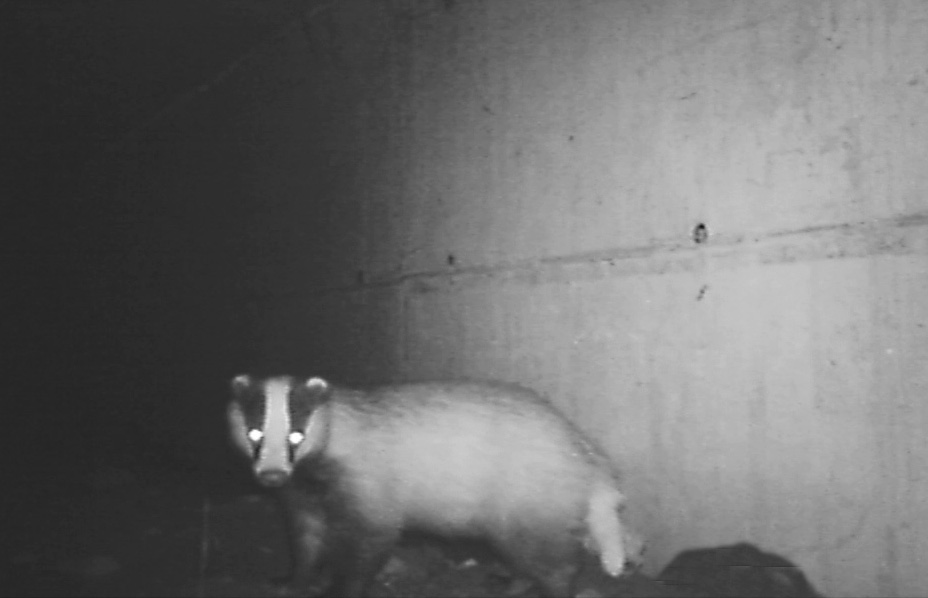 Emergenza cinghiali in Lombardia: l’unica Autostrada che ha trovato una soluzione geniale VIDEO