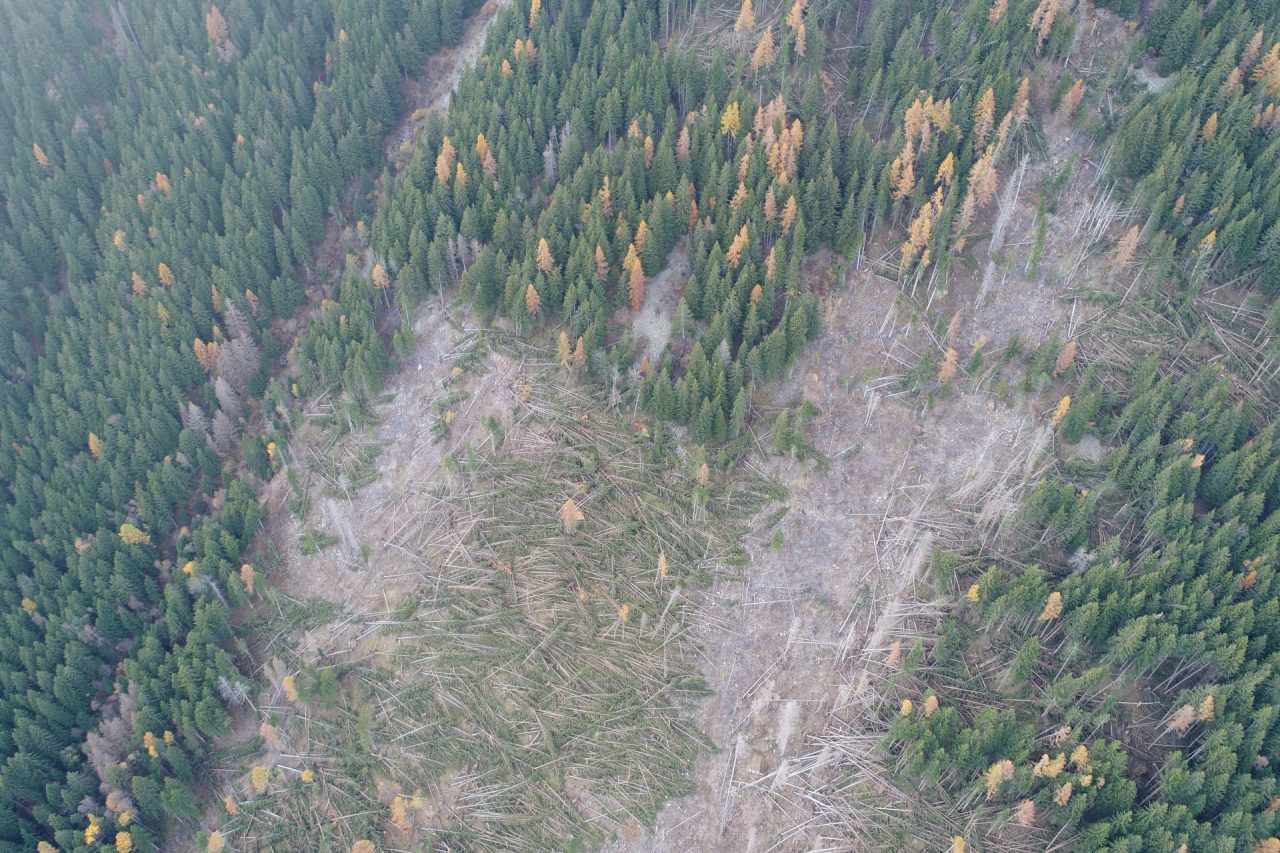 Tiranese, via al recupero del bosco