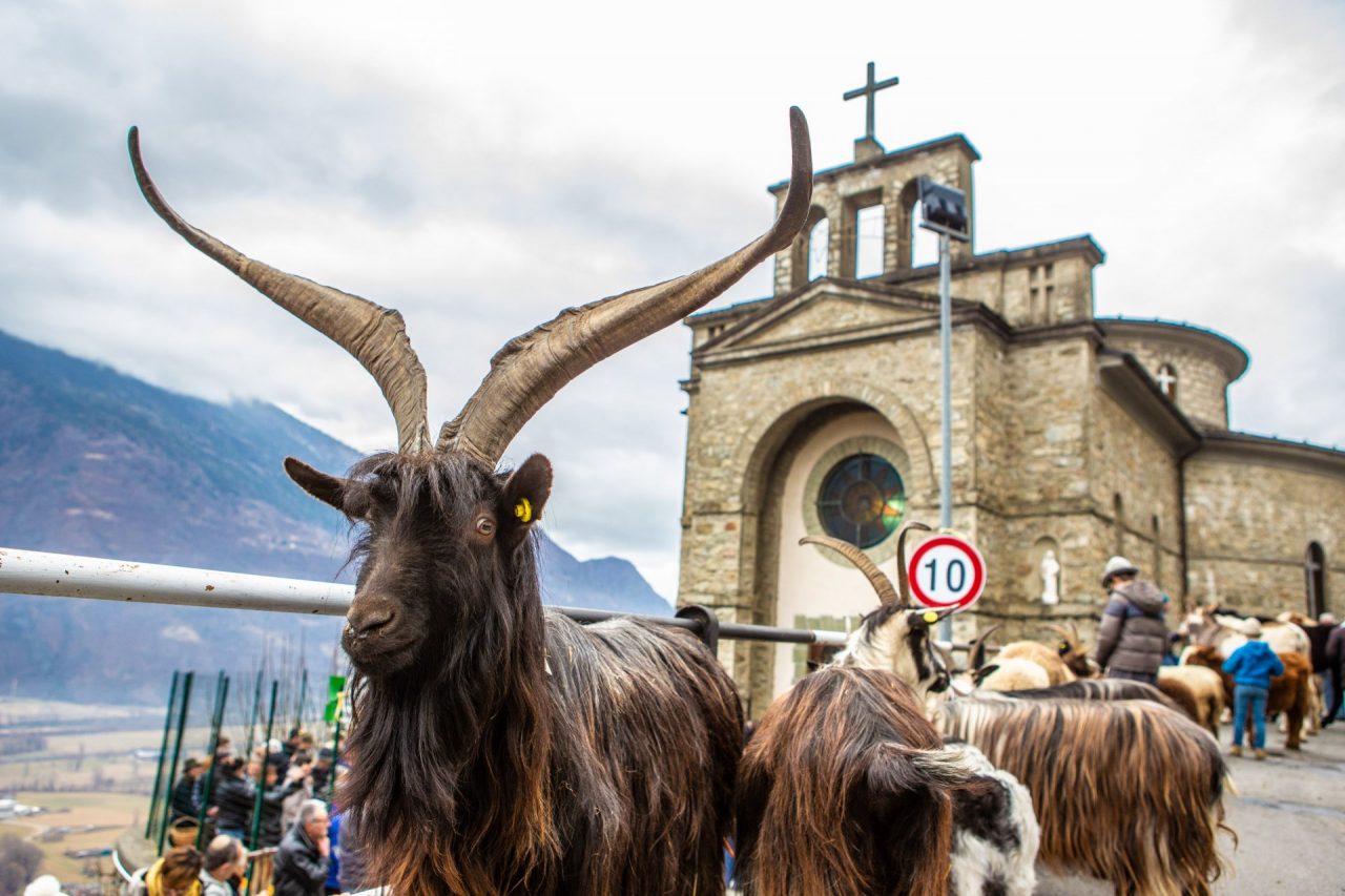 Festa di Sant’Antonio, animali e padroni in piazza per ricevere la benedizione VIDEO