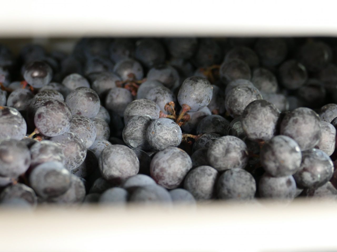 Vini di Valtellina