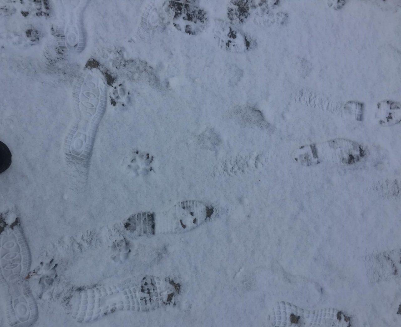 Meteo Sondrio: “In arrivo nevicate abbondanti” VIDEO