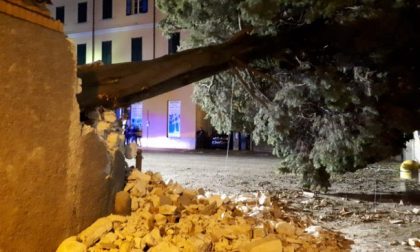 Cade albero sulla piazza, tragedia sfiorata alla Pesa Vegia
