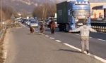 Un cavallo e due pony paralizzano il traffico in Statale 36 FOTO E VIDEO