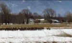 Grosso branco di cervi al Pian di Spagna VIDEO