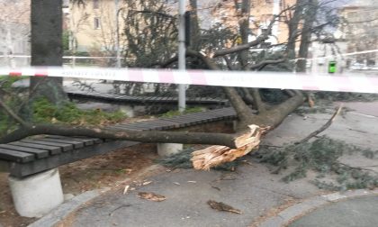 Grossi rami spezzati dal vento, paura al parco giochi - FOTO