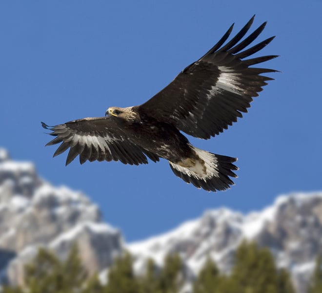 Parco, censimento e simposio sull’aquila reale