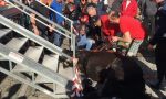 Cavallo cade durante il Carnevale e scoppia la rabbia VIDEO