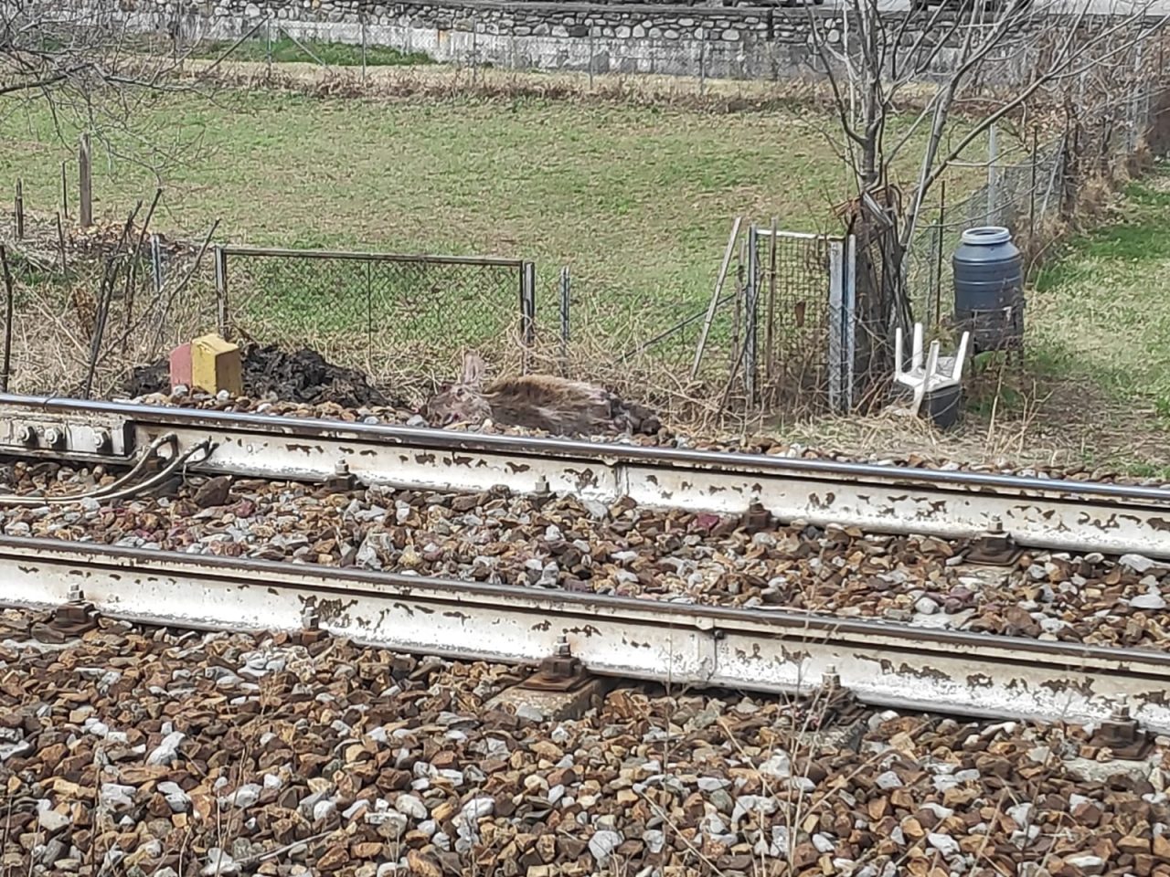 Cervo investito dal treno sulla Milano-Tirano: ritardi e cancellazioni