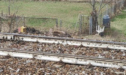 Cervo investito dal treno sulla Milano-Tirano: ritardi e cancellazioni