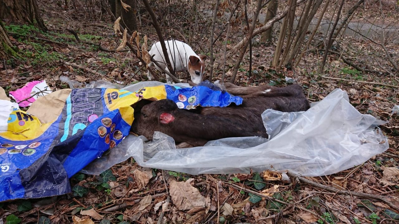Vitello mutilato e abbandonato nel bosco