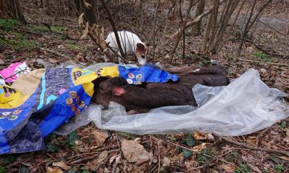 Vitello mutilato e abbandonato nel bosco