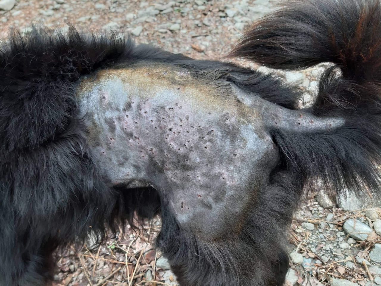 Spara e colpisce un cane a spasso con la padrona