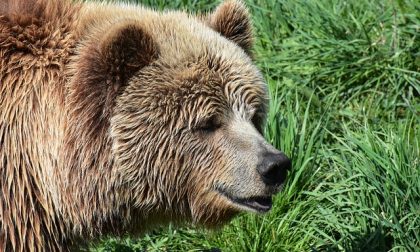 Orso in Valtellina: animali attaccati al pascolo