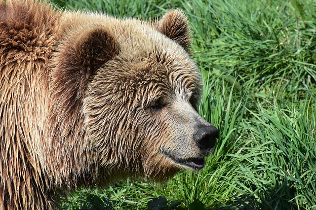 Orso in Valtellina: animali attaccati al pascolo