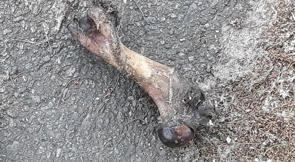 Macabro ritrovamento lungo la ciclabile