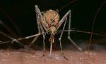 Sondrio: la lotta alle zanzare parte in anticipo
