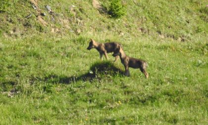 Lupi fotografati vicino alla Valchiavenna FOTO