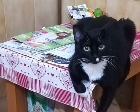 Gatto smarrito a Sondrio, l’appello del padrone