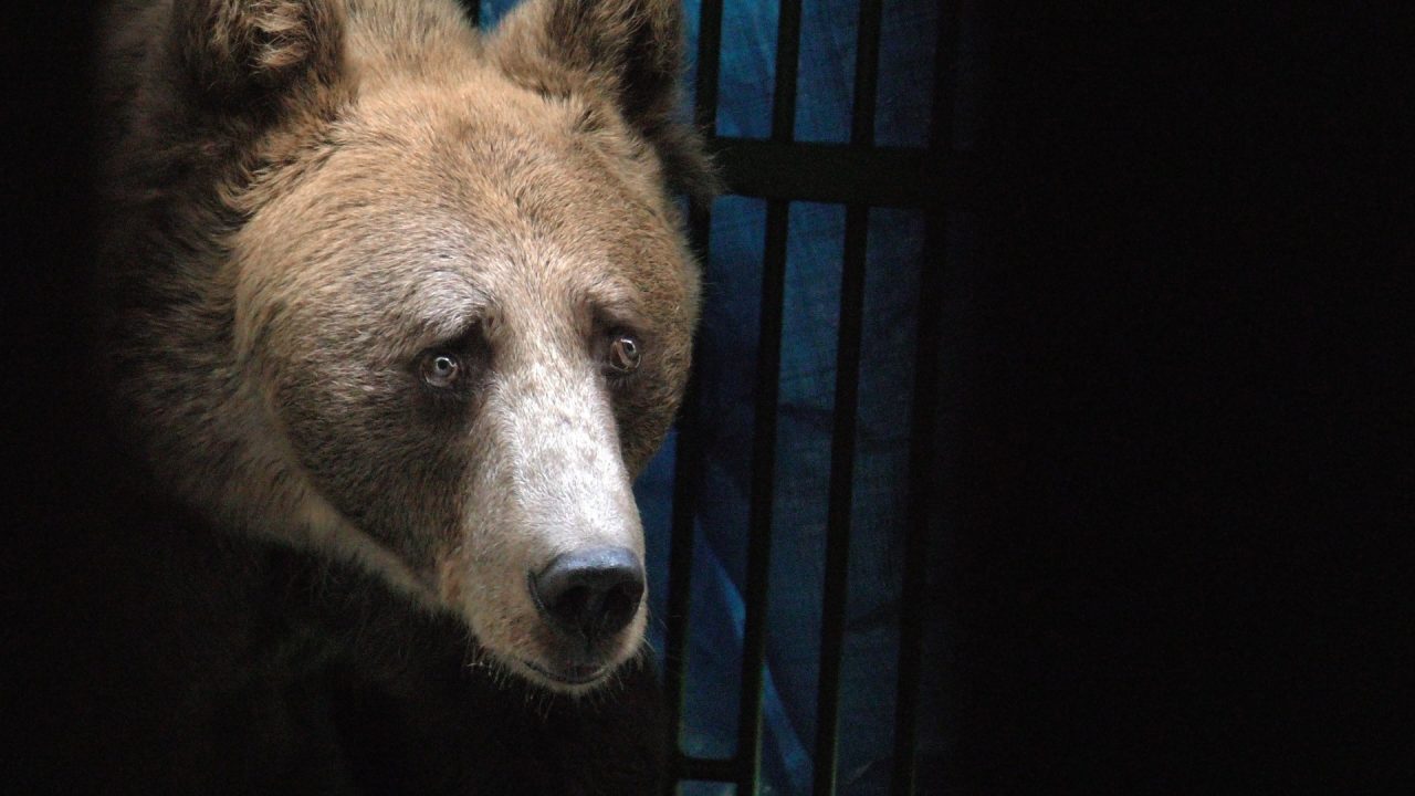 Nuovo raid dell’orso, sbranate altre pecore a Mazzo
