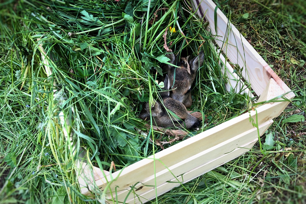 448 cuccioli di capriolo salvati con i droni