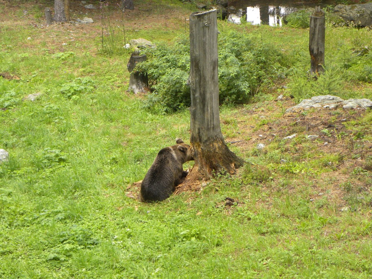 Gli orsi si ambientano all’Aprica