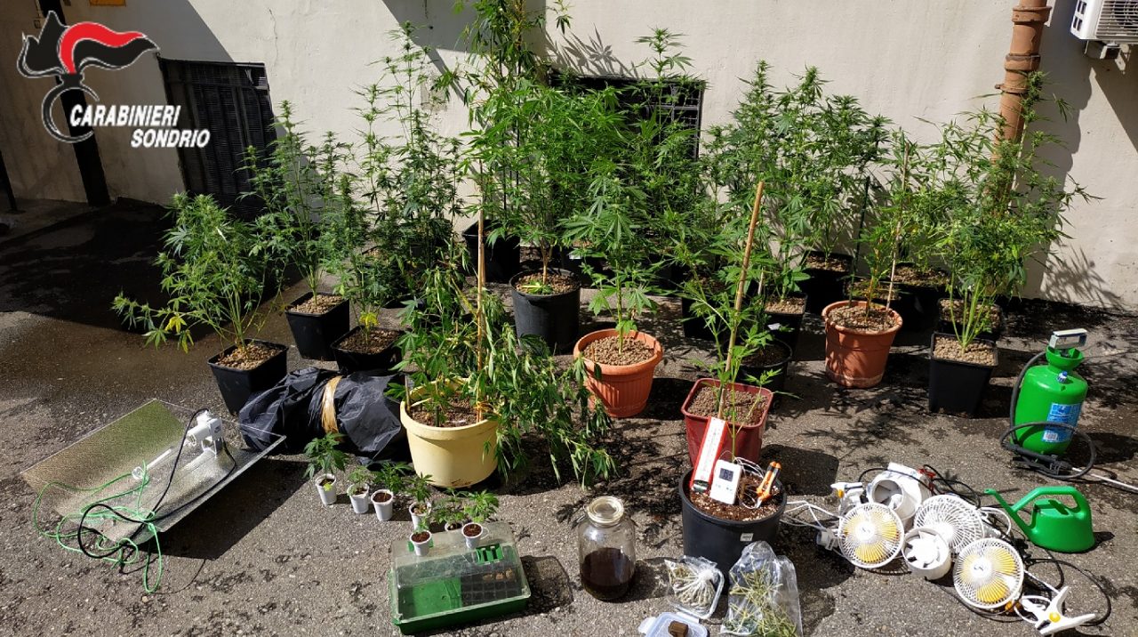 Coltivazione di marijuana in casa, famiglia arrestata