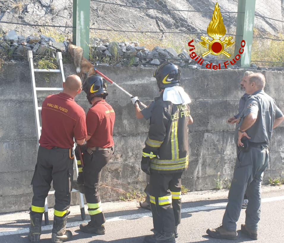Volpe incastrata in una rete paramassi salvata dai Vigili del Fuoco