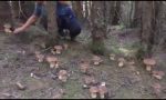 Trovata una incredibile fungaia naturale.. è in Valmalenco? VIDEO