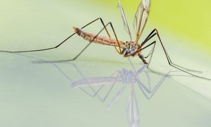 Zanzare, zecche e flebotomi: un corso di formazione per parlare della nuova emergenza globale