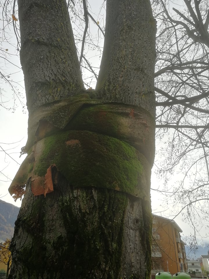 Taglio dei pini a Tirano