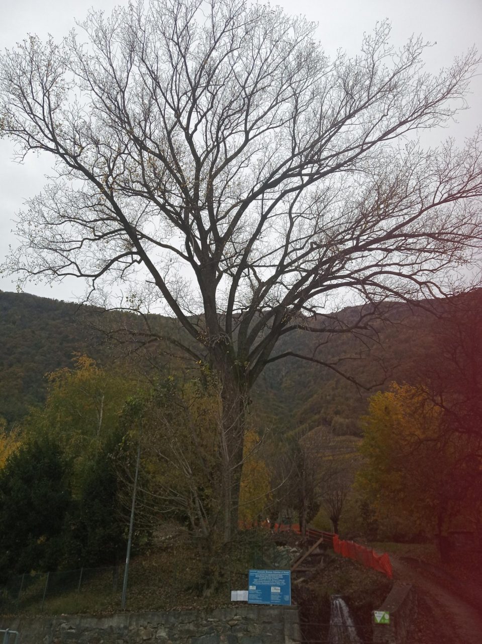 Villa, verrà abbattuto un albero secolare