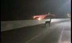 Bambi si lancia dal ponte per fuggire a motociclista VIDEO SHOCK