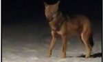 Un ibrido cane-lupo abbattuto nei Grigioni