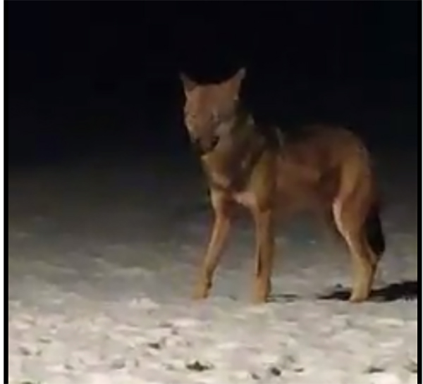 Lupo a Chiuro e Teglio uccide delle pecore