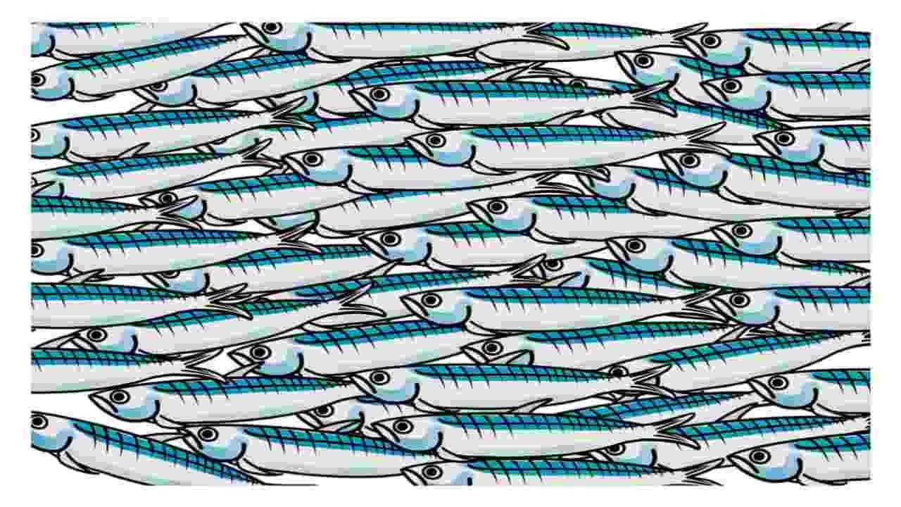 In Valtellina si preparano le sardine