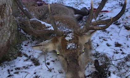 Trovato cervo con sei chili di spazzatura nello stomaco FOTO SHOCK