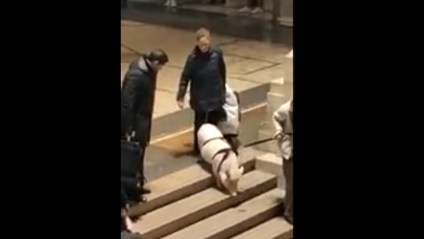 Maiale in Stazione Centrale, il VIDEO diventa virale