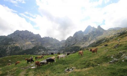 Il Bitto ha successo, Coldiretti: "Ora spingere  su promozione, mercati e sostegno agli alpeggi"