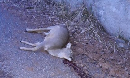 Il dramma di un capriolo trovato morto a Santa Lucia