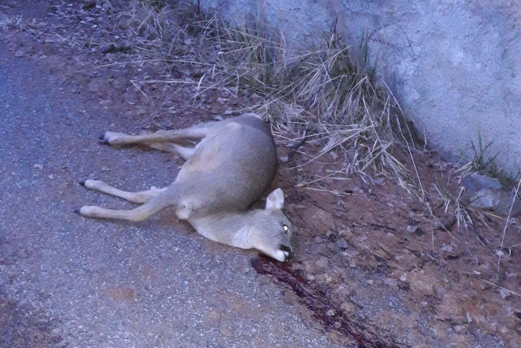 Il dramma di un capriolo trovato morto a Santa Lucia