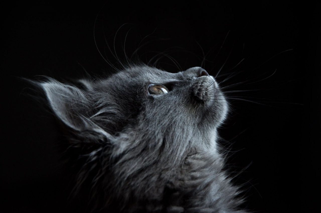 Giornata Nazionale del Gatto