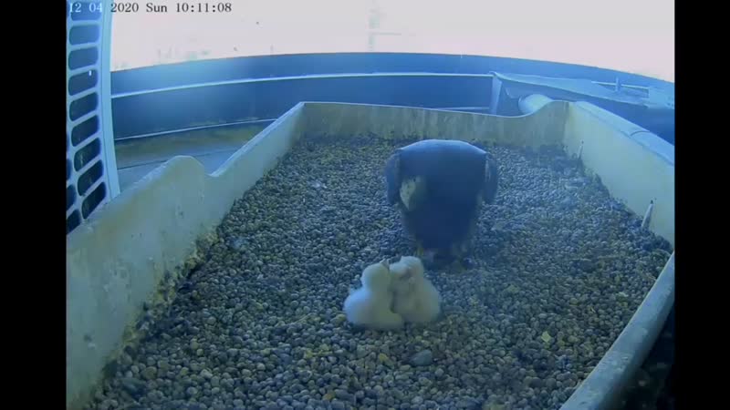 Schiudono le uova: tre falchetti nati sul tetto del Pirellone VIDEO
