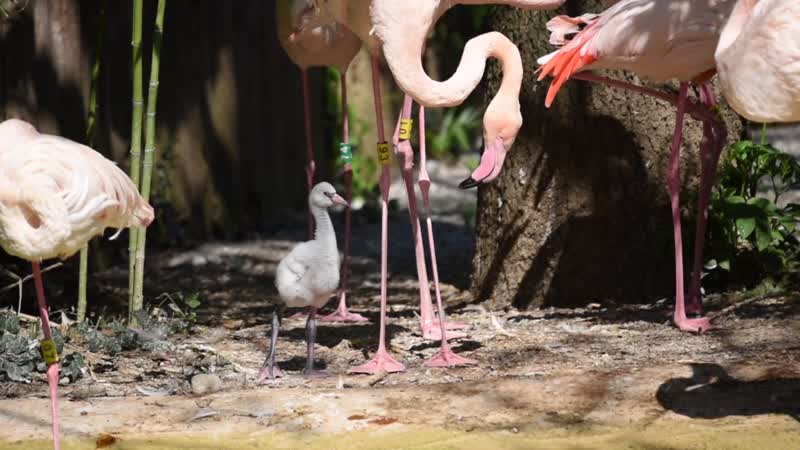 Cornelle in festa per un nuovo cucciolo di fenicottero rosa VIDEO