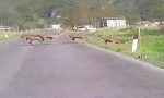 Enorme branco di cervi attraversa la strada VIDEO