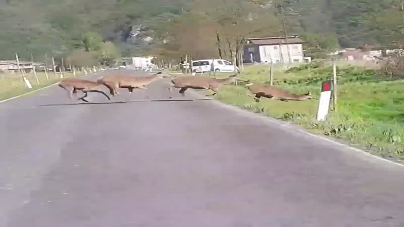 Aumentano gli incidenti stradali con animali selvatici